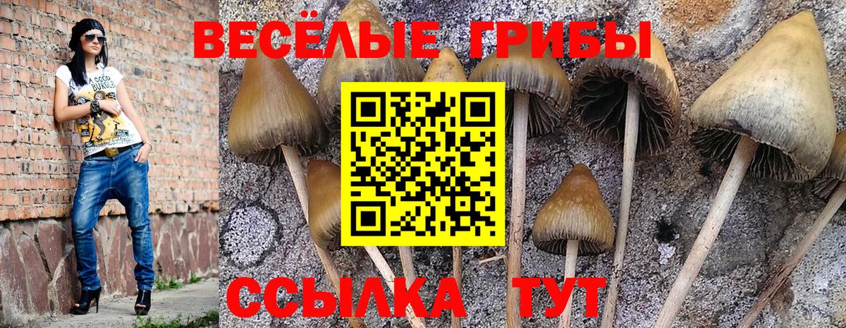 Галлюциногенные грибы Psilocybe Кандалакша